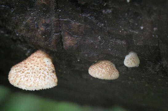 Image of Crepidotus calolepis (Fr.) P. Karst. 1879