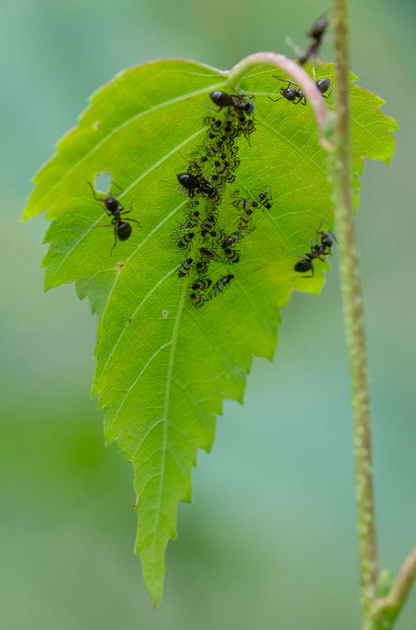 صورة Callipterinella tuberculata (von Heyden 1837)