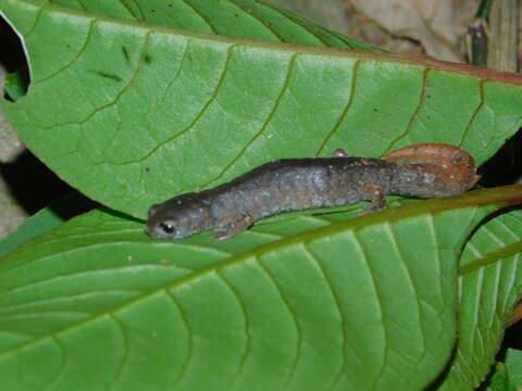 Image of Coffee Grove Salamander