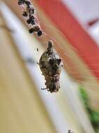 Image of Trashline orbweaver