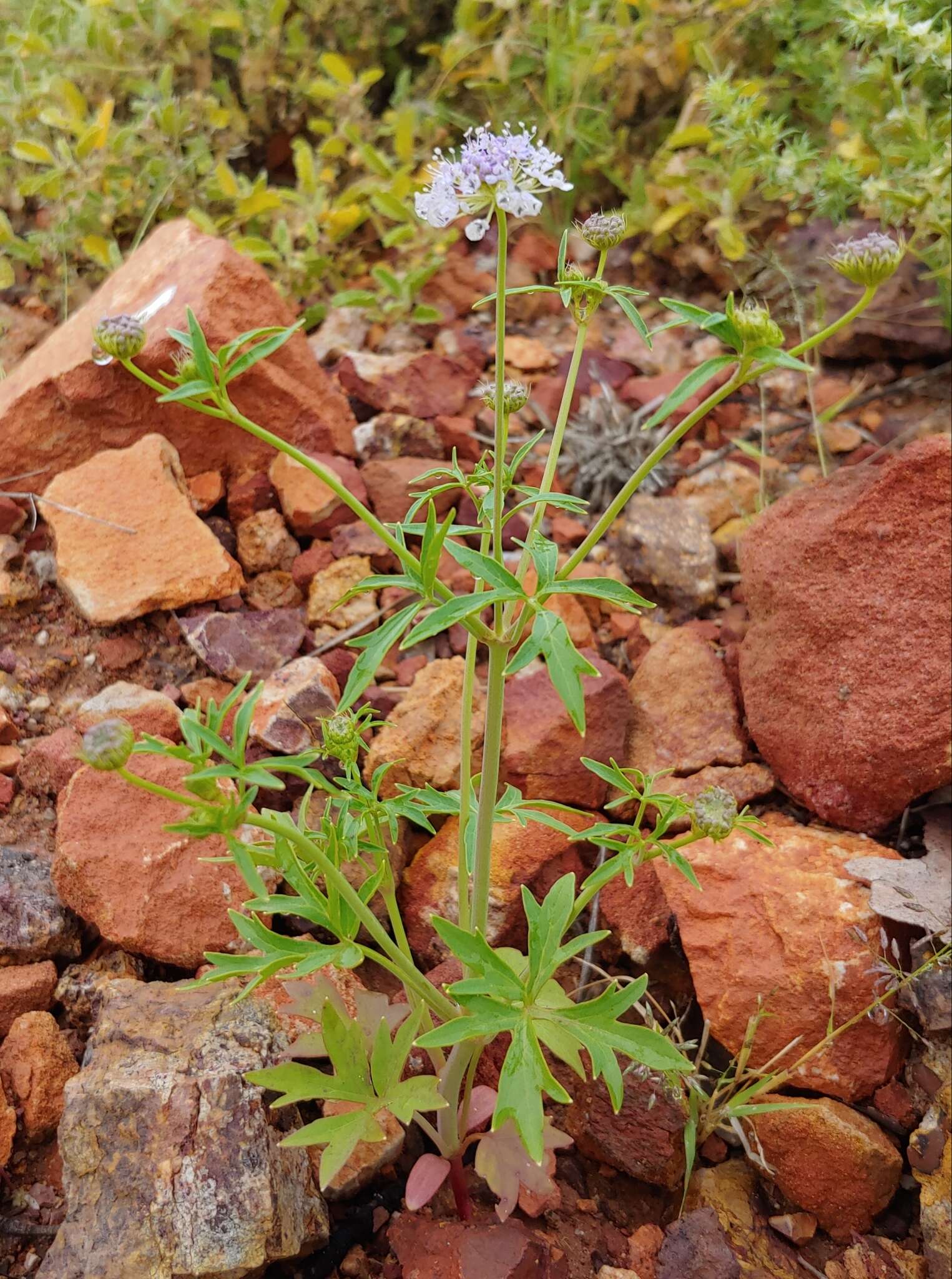 Imagem de Trachymene cyanantha Boyland