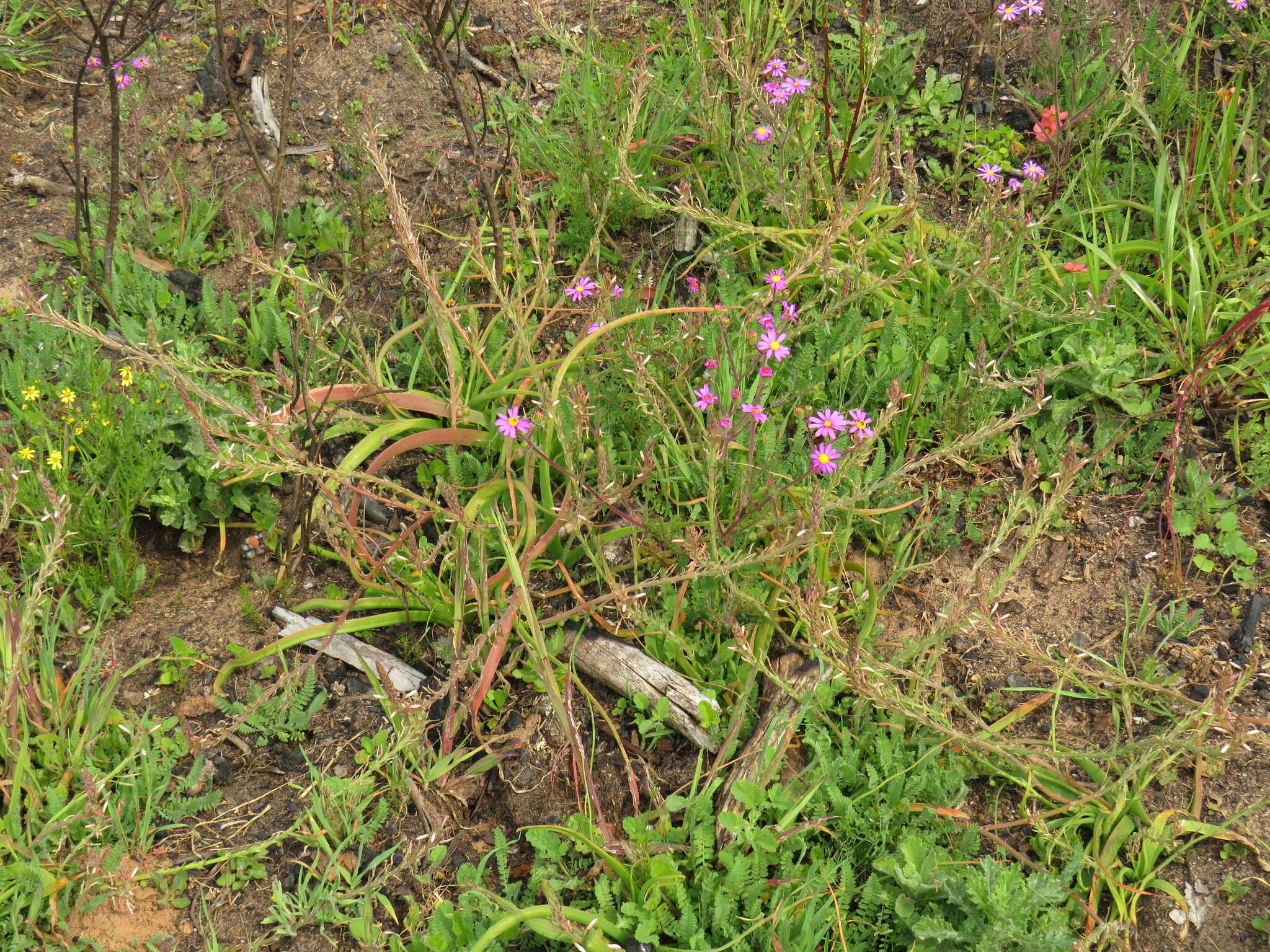 Image of Trachyandra ciliata (L. fil.) Kunth