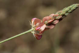 Plancia ëd Onobrychis gracilis Besser