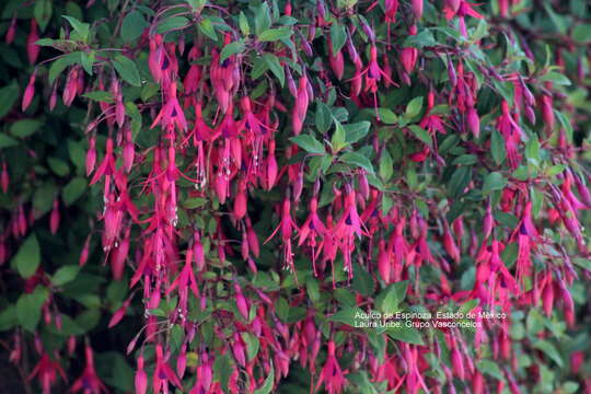 Image of hardy fuchsia