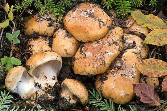 Image of Cortinarius subrubrovelatus (Bidaud) Kytöv., Liimat., Niskanen & Dima 2014