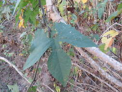 Image of Ipomoea neei (Spreng.) O'Donell