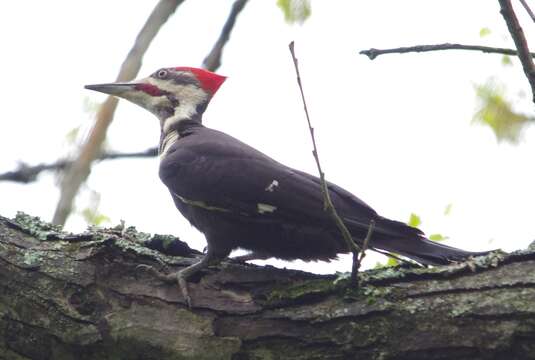 Image of Dryocopus pileatus abieticola (Bangs 1898)