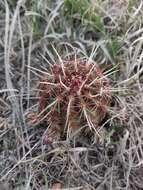 Image de Echinocereus viridiflorus subsp. viridiflorus