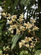 Слика од Miconia theizans (Bonpl.) Cogn.