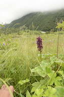 Image of Dactylorhiza hatagirea (D. Don) Soó