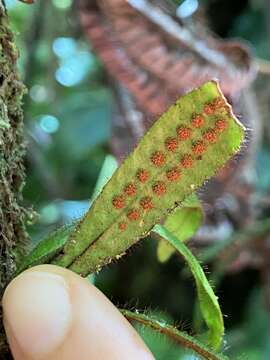 Plancia ëd Oreogrammitis hookeri (Brack.) Parris