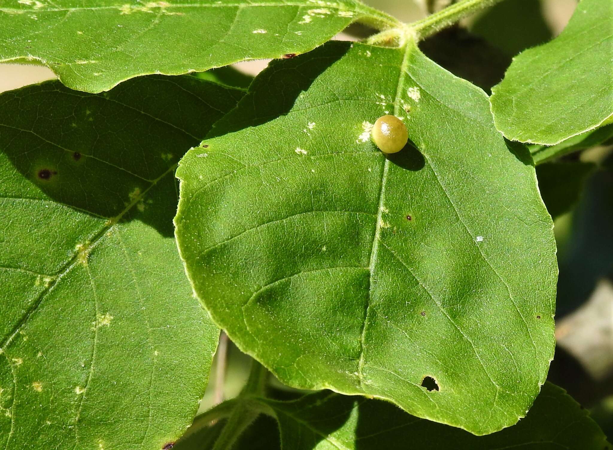 Image of Dasineura pellex (Osten Sacken 1862)