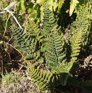 Image of Paragymnopteris marantae subsp. subcordata (Cav.)