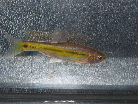 Image of Line-spotted barb
