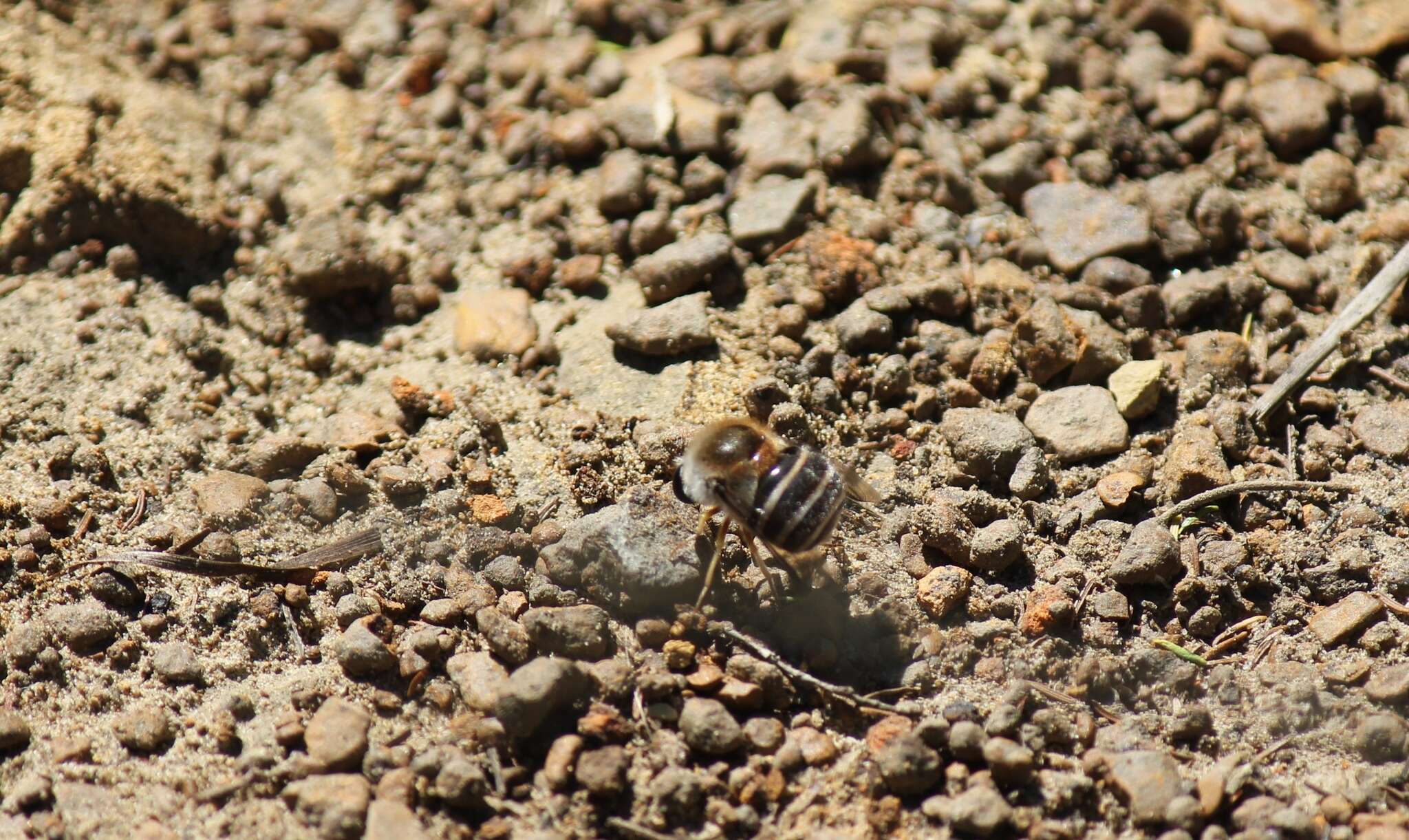 Image of Psilodera fasciata (Wiedemann 1819)