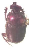 Image of Onthophagus viridivinosus Kohlmann & Solis 2001