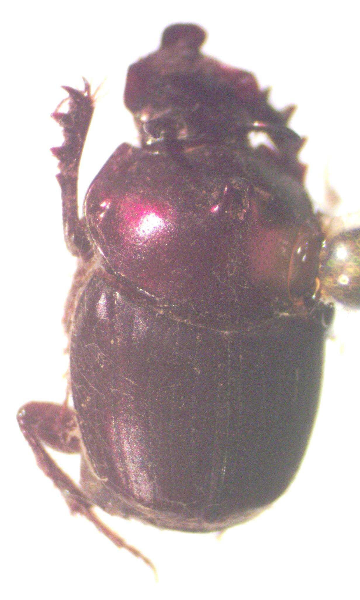 Image of Onthophagus viridivinosus Kohlmann & Solis 2001