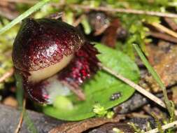 Image of Stately helmet orchid