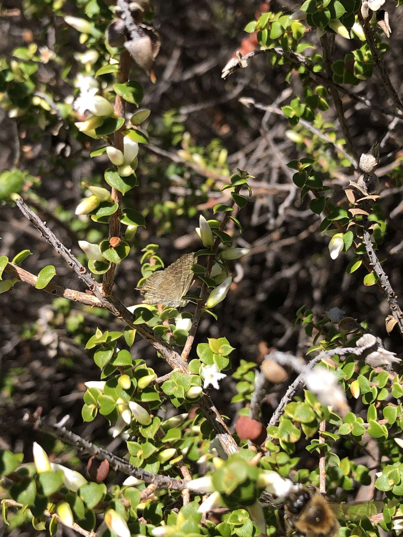 صورة Theclinesthes albocincta (Waterhouse 1903)