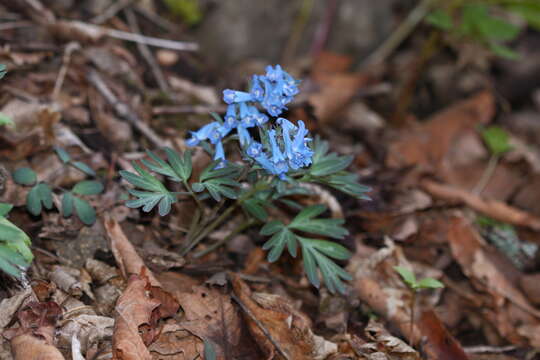 Imagem de Corydalis turtschaninovii Bess.