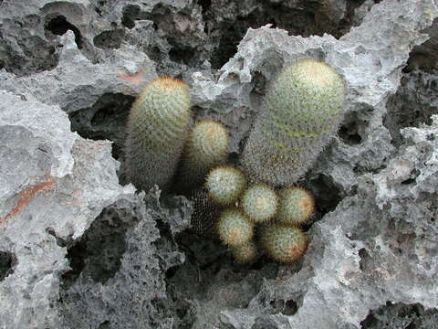 Image of Mammillaria columbiana subsp. yucatanensis (Britton & Rose) D. R. Hunt