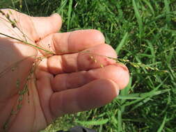 Image of Guinea Grass