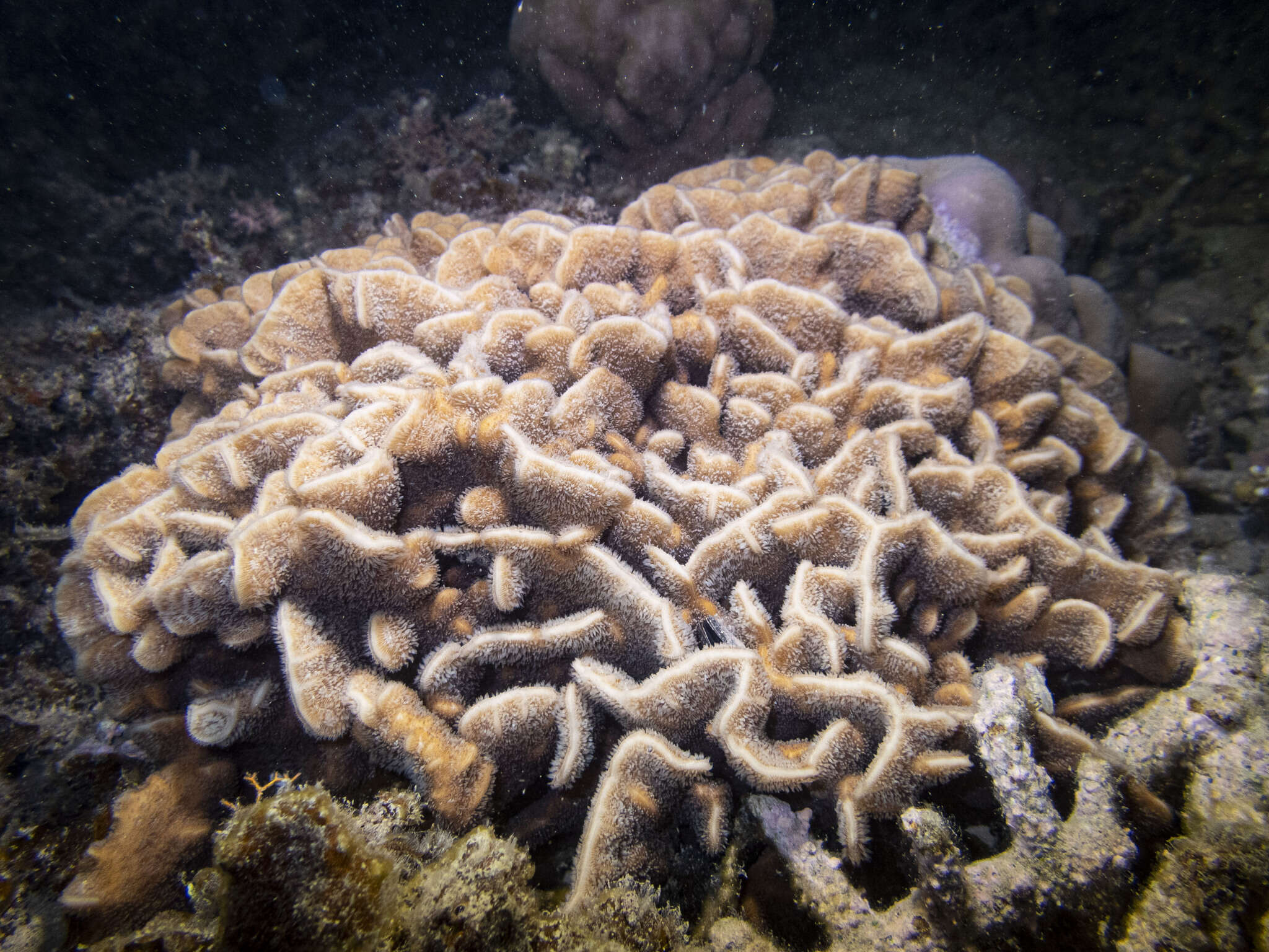 Image of leaf coral