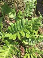 Слика од Polypodium californicum Kaulf.