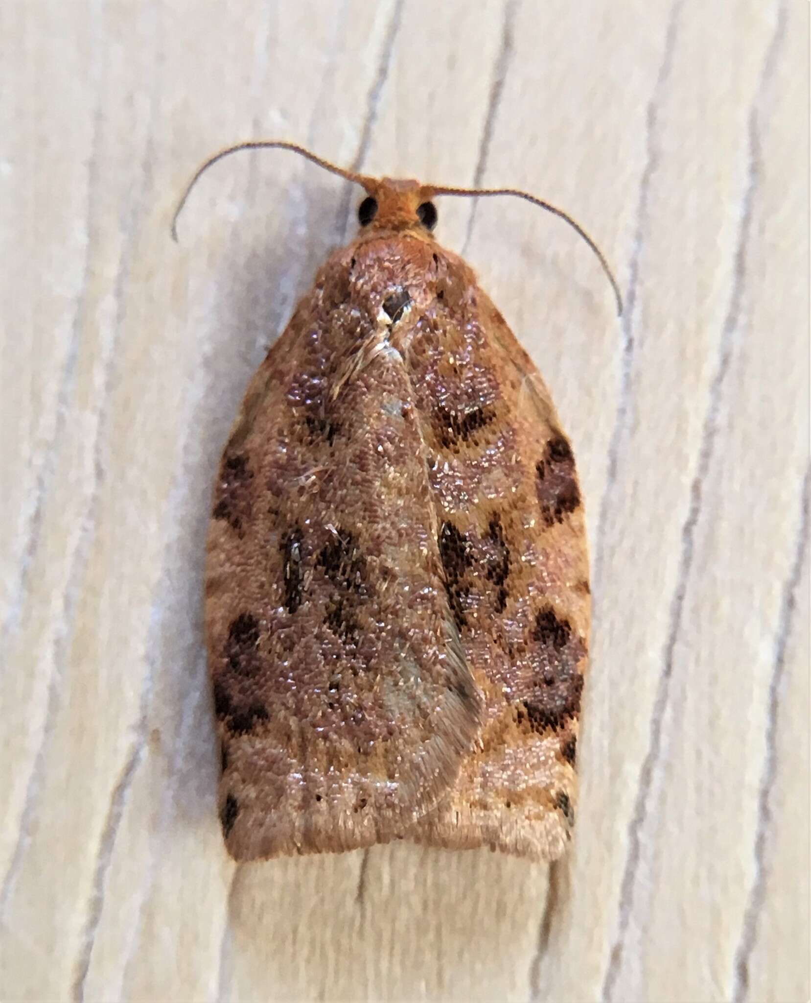 Image of Ugly-nest Caterpillar