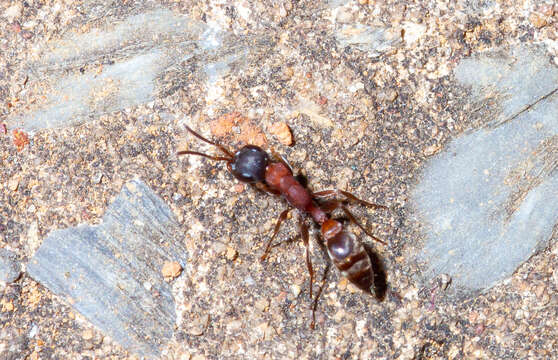 Image of Pseudomyrmex termitarius (Smith 1855)