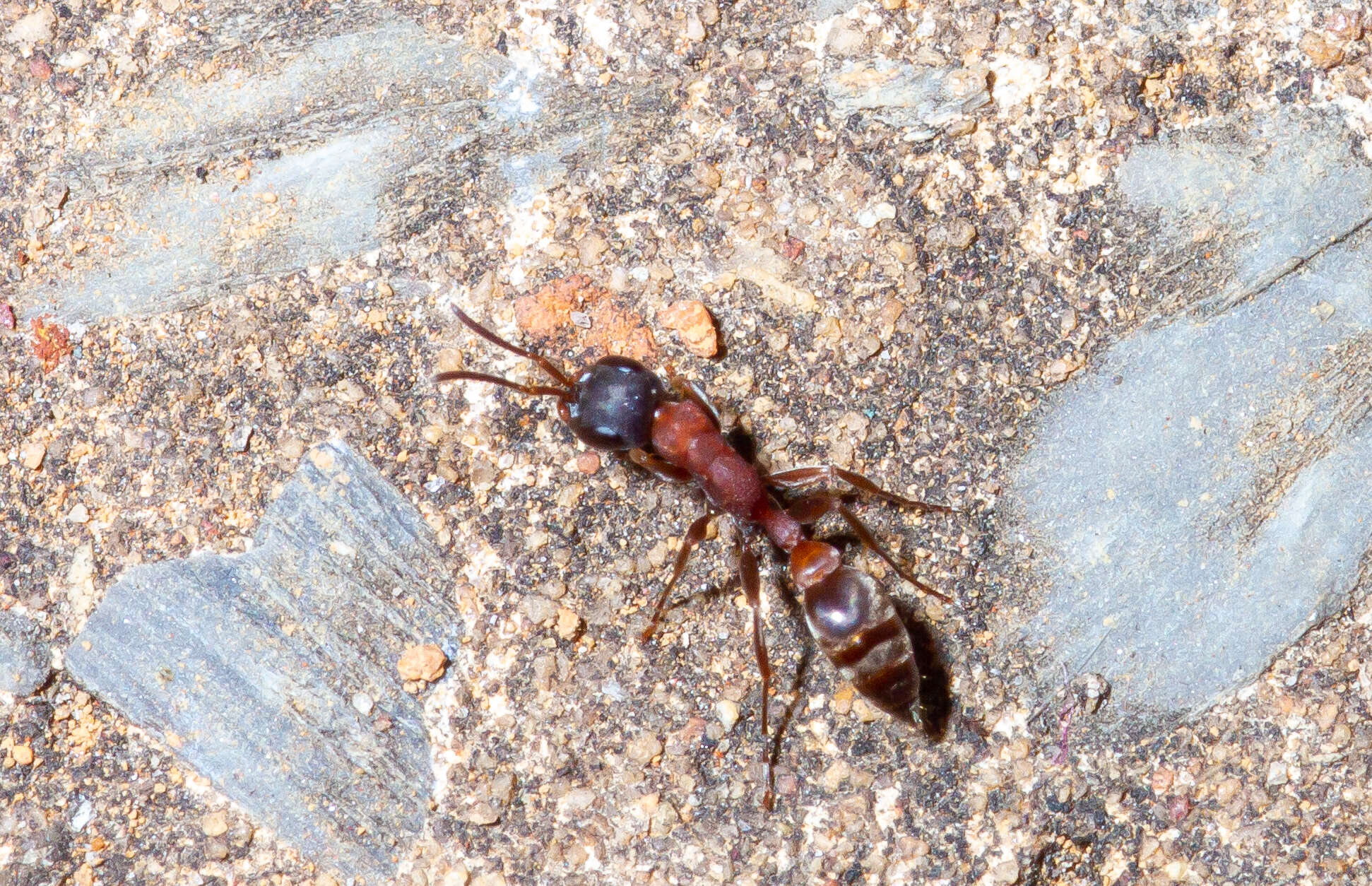 Image of Pseudomyrmex termitarius (Smith 1855)