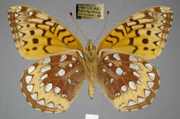 Image of Speyeria cybele pseudocarpenteri Chermock 1940