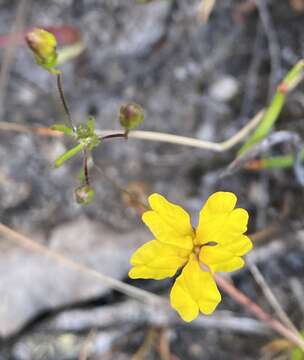 Image of Goodenia brendannarum