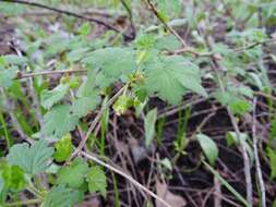 Image of eastern prickly gooseberry