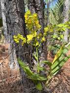 Image of terrestrial cowhorn orchid