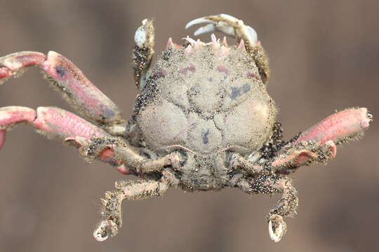 Image of carrier crab
