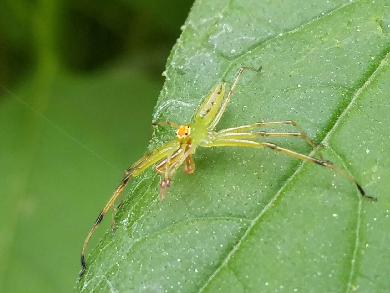 Image of Magnolia Green Jumper