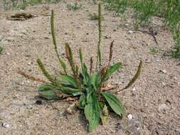 Image of Plantago depressa Willd.