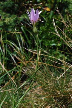 Image of Podospermum roseum (Waldst. & Kit.) Gemeinholzer & Greuter