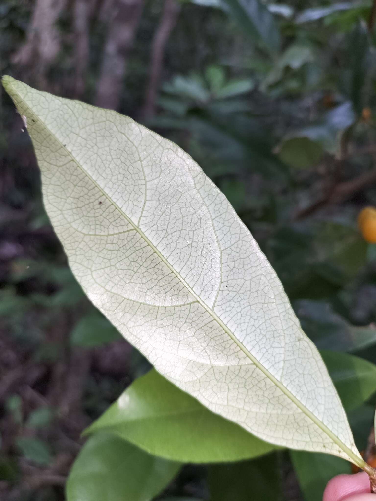 Imagem de Dichapetalum papuanum (Becc.) Boerl.