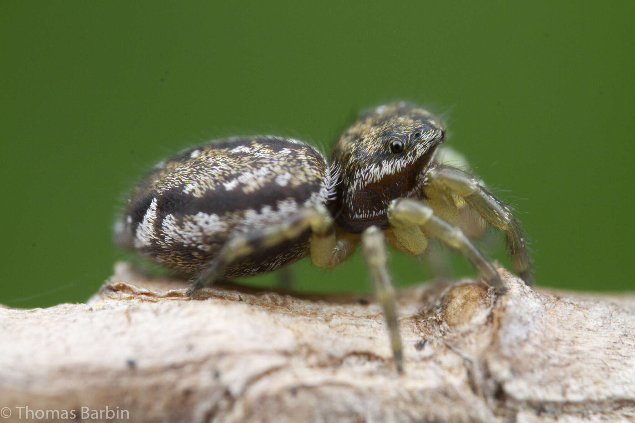 Image of Pelegrina flavipes (Peckham & Peckham 1888)