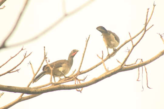 Image of White-bellied Chachalaca