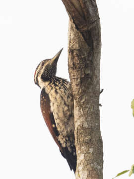 Image of Lesser Crimson-backed Flameback