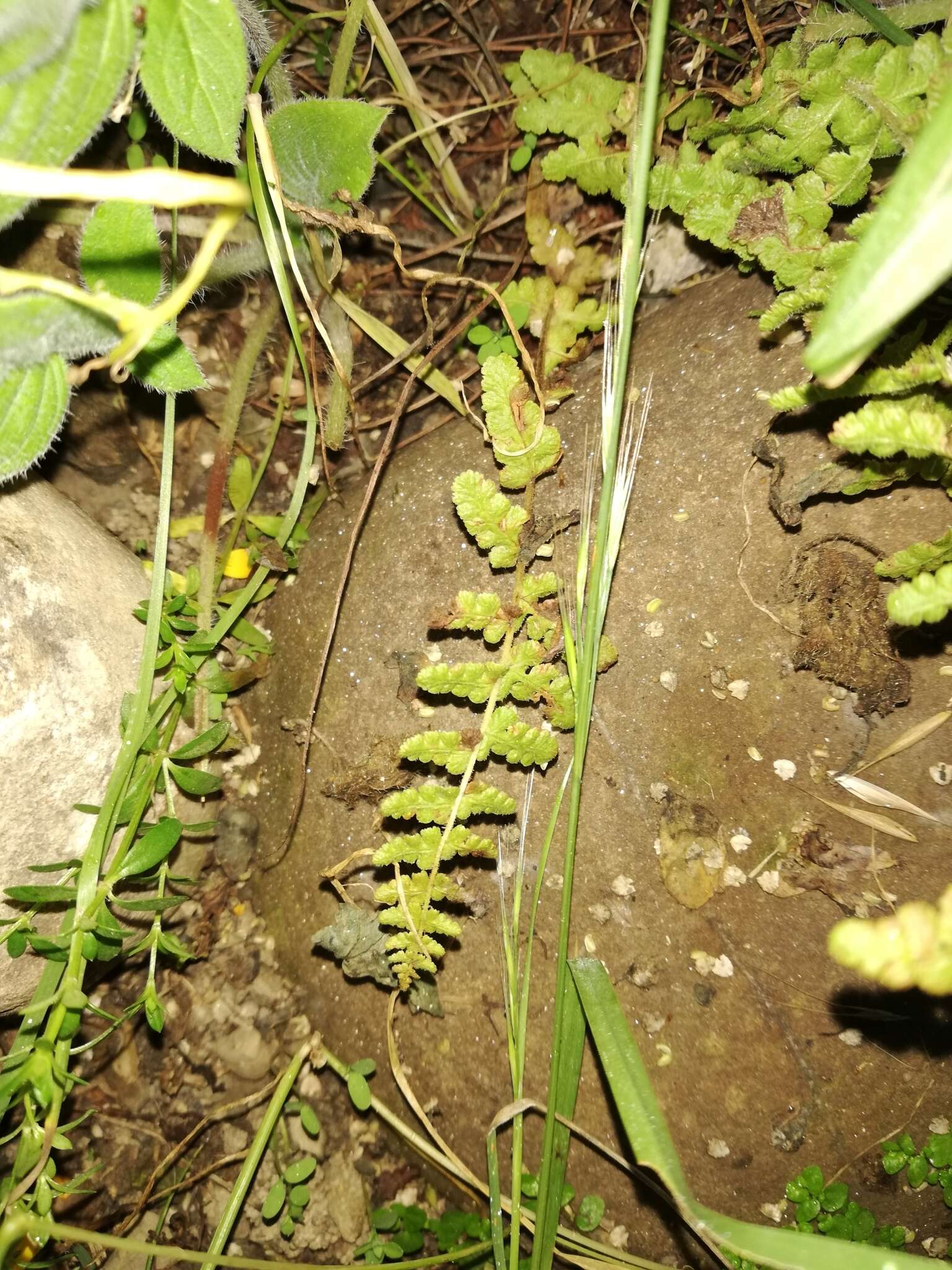 Image of Woodsia montevidensis (Spreng.) Hieron.