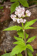 Image of <i>Valeriana tripteris</i>