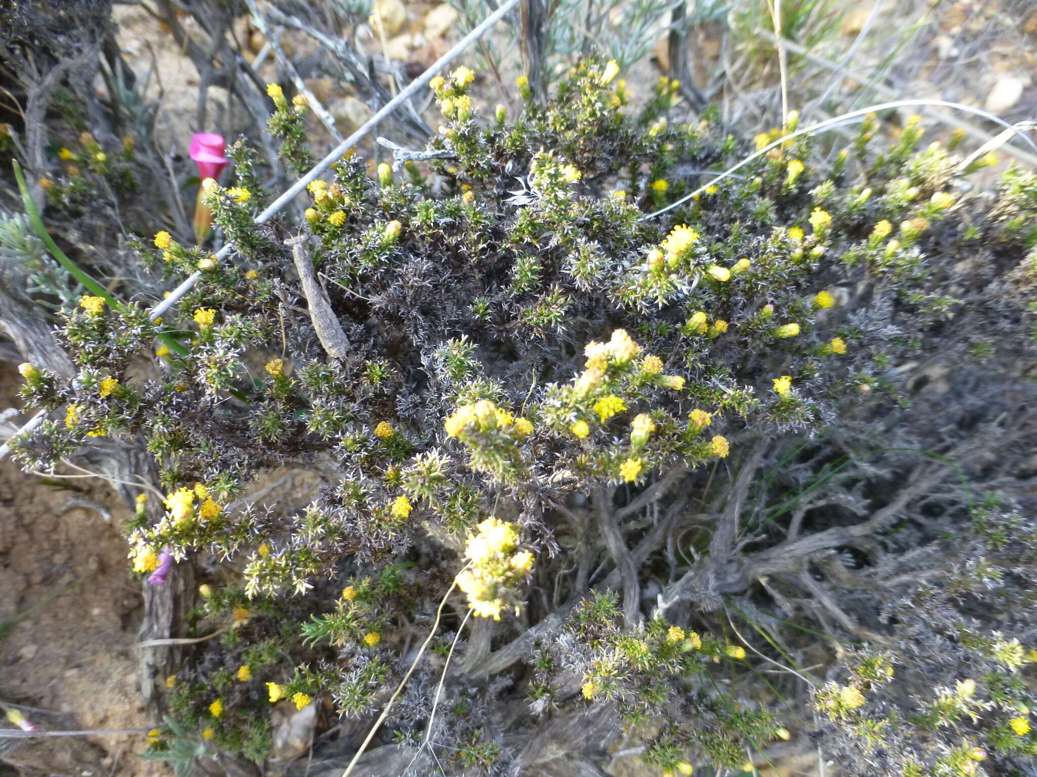 Imagem de Marasmodes spinosa S. Ortiz