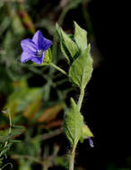 Image de Convolvulus siculus L.