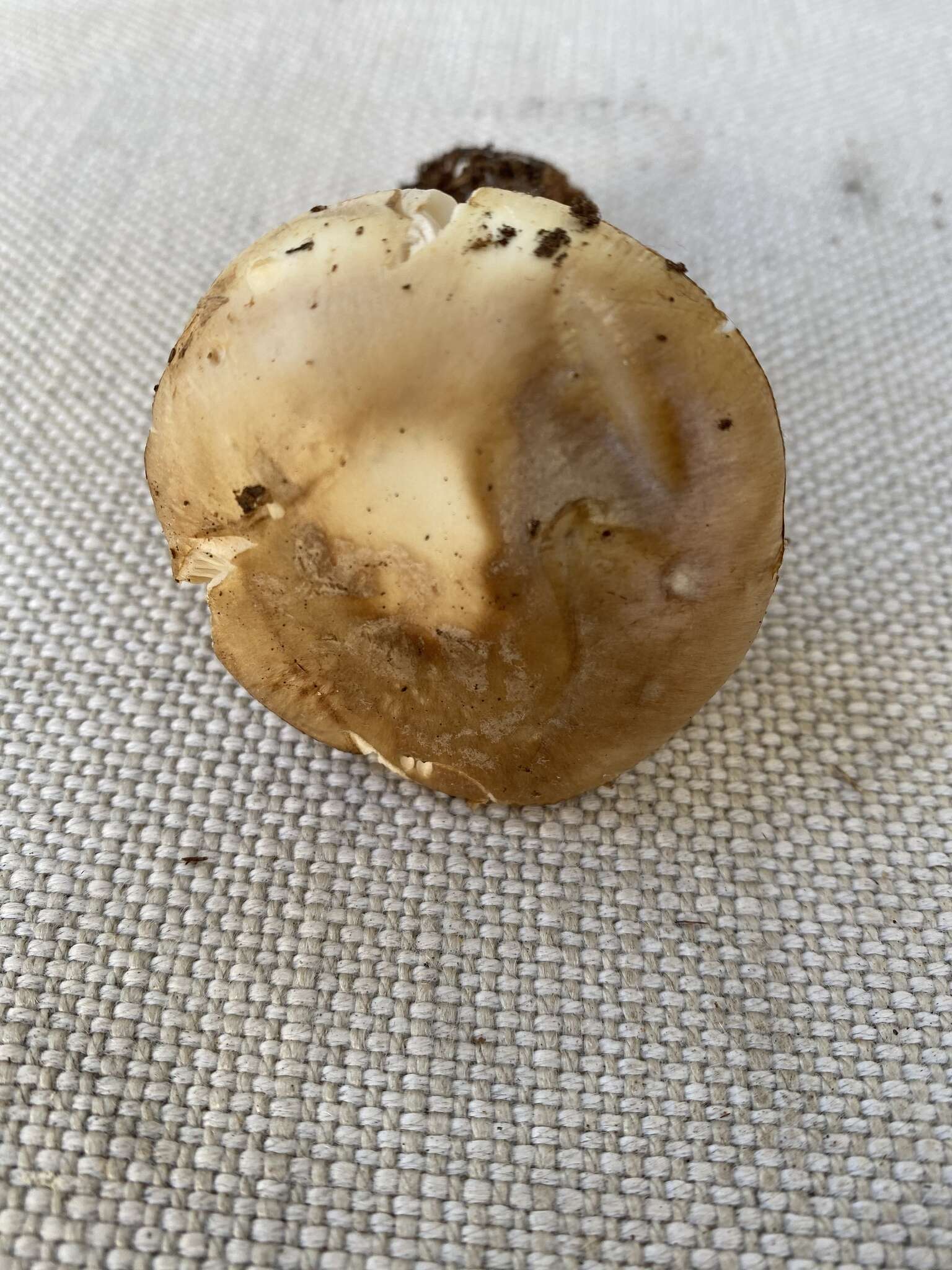 Image of Coker's Lavender Staining Amanita