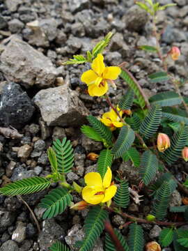 Image of Chamaecrista garambiensis (Hosok.) H. Ohashi, Tateishi & T. Nemoto