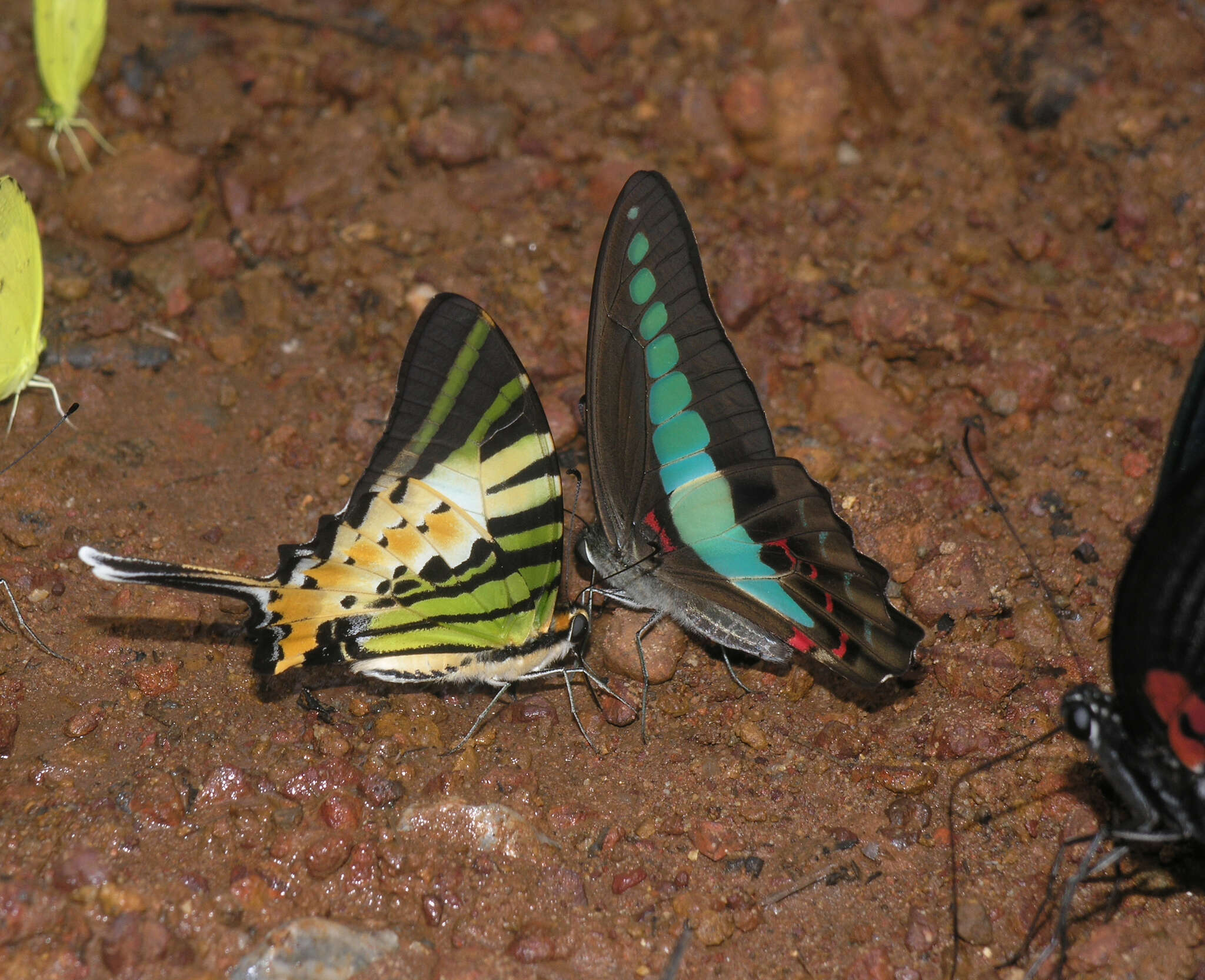 Image of <i>Graphium <i>sarpedon</i></i> sarpedon